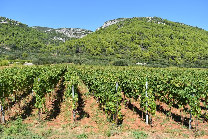 Wine & Sightseeing Tour Korcula - What matters most before you book