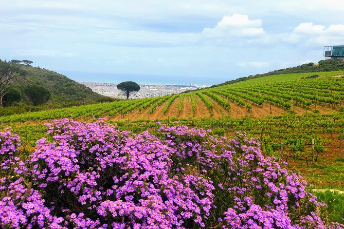 Wine tasting - Boutique farms - Stellenbosch, with possible Franschhoek additions