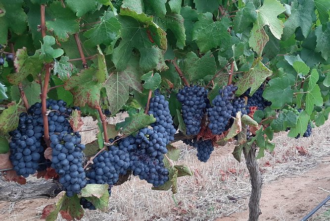 Wine Tour to Stellenbosch & Franschhoek with Tastings & Lunch - La Bri adds chocolate and a cellar visit