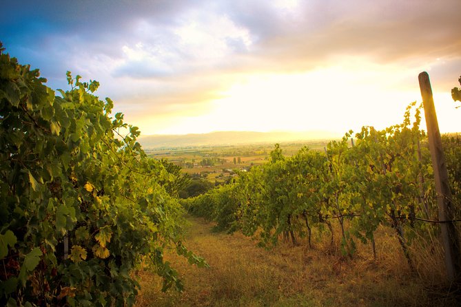 Winemaker for a Day: Tour an Organic Winery - Why Tili Vini feels different from a standard wine tasting