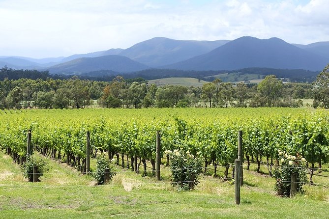 Yarra Valley Wine Day Tour - Food, pacing, and responsible tasting